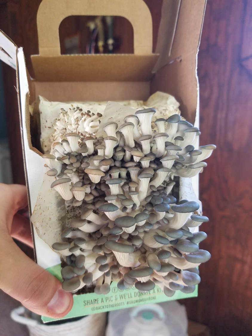 This oyster mushroom kit was not only fun to grow but only took a week and a half from start to finish.